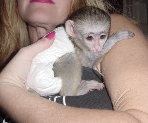 Cute Male and Female Capuchin Monekys for sale