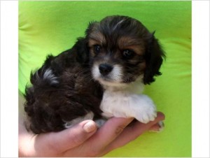 pomeranian cocker mix