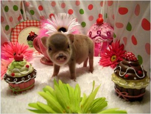 Piggly Wiggly Micro Mini / Teacup and Miniature Juliana Pigs!!