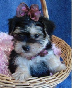 Healthy teacup yorkie Puppies for Adoption