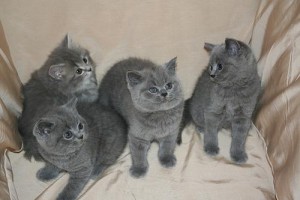 British Short Haired Cats for home.