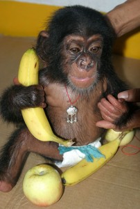 Female chimpanzee monkey for adoption .