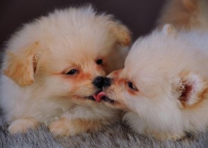 Healthy Male And Female Pomeranian puppies