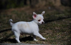 Cute chihuahua puppies available