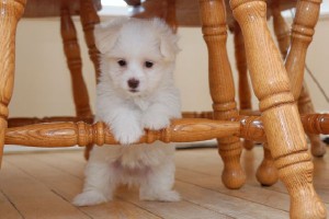 Playful and Intelligent Maltese Puppies Called