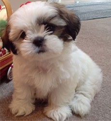 *****Healthy AKC Shih Tzu Puppies awaiting a new home****