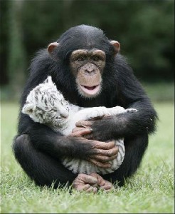 !!!!!!Outstanding looking female chimpanzee for adoption!!!!!