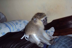 good and healthy capuchin monkey for adoption