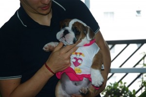 HOME TRAINED ENGLISH BULLDOG PUPPIES FOR ADOPTION