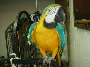 lovely gold and blue macaw