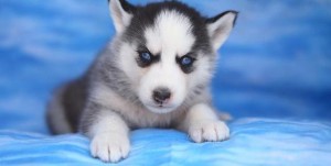 Blue eye Siberian Husky puppies Ready For Free Adoption