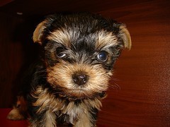 Beautiful baby face teacup Yorkie puppies for pet lovers