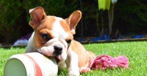 adorable English bulldog puppies available for adoption