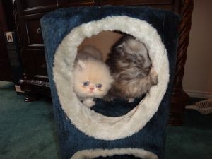 tabby persians kittens for sale