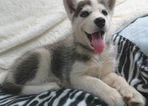 Reg. Siberian Husky Puppies **Grey, Pure White and Black &amp;White **