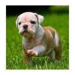 Akc Register Bulldog Puppies For Sale