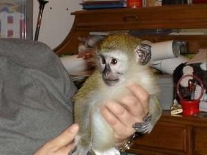 AFFECTIONATE BABY CAPUCHIN MONKEY AVAILABLE NO