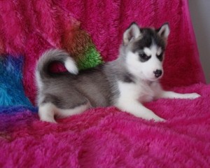 Male and Female Siberian Husky Puppies Ready For Adoption
