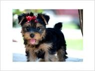!!!Super Talented Teacup Yorkie puppies for adoption !!!
