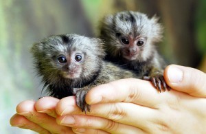 We have marmoset monkeys for adoption