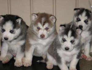 Excellent and Sweet Siberian Husky puppies Ready For A New Home