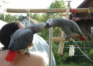 A Pair of Talking African grey parrots for adoption - Both are DNA Tested.