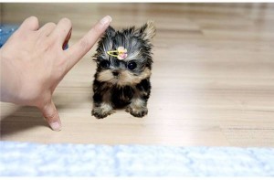 Cute &amp; Adorable Potty Trained TeaCup Yorkshire Terrier puppies For Adoption