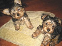 Teacup Yorkshire Terrier Available For Adoption-13wks