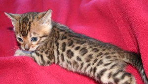 Cute Brown Rosetted Female Bengal Kitten for adoption
