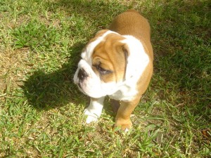 HEALTHY MALE AND FEMALE BULLDOG FOR FREE ADOPTION