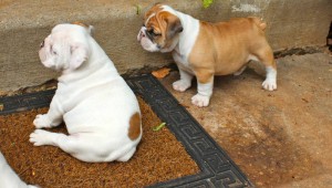 English bulldog puppies are now ready for viewing and Pickup