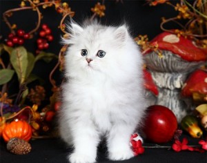 Persian kitten -LAST ONE-ready Sept 6th Shaded silver Female for free adoption