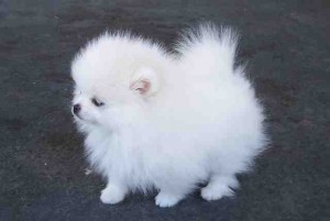Where can you find free teacup Pomeranians?