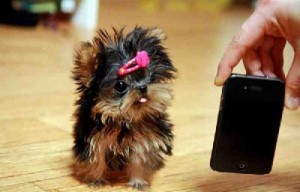 FEMALE YORKIE PUP FOR YOU