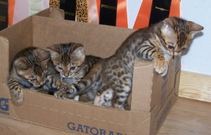 Bengal Kitten for Adoption
