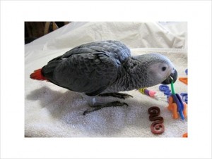 African Grey and other parrot species available !!