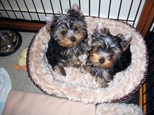 Excellent,Charming male and female teacup Yorkie puppies for free adoption