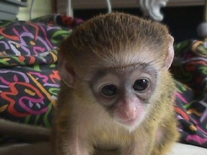 Free capuchin monkey for a loving home