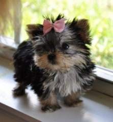 Charming Male And Female Yorkie Puppies