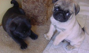 Male &amp; Female Pug Puppies For Free Adoption
