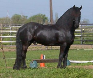 lovely mare horse for adoption