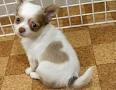 male and female chihuahua puppies available
