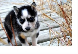 Blue Eyes Siberian Husky Puppies For Adoption