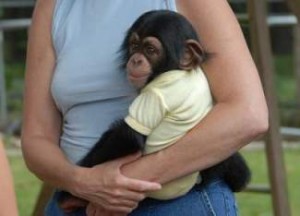 cute and excellent chimpanzee for adoption
