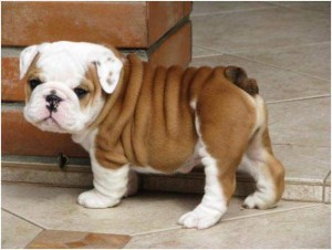 two English bulldogs puppies for adoption
