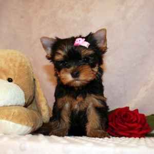 lovely yorkies puppies