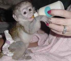 Tamed singes capucins pour adoption libre J'ai trois