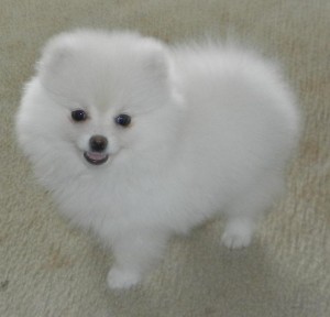 Cute And Playful Pomeranian Puppies For Adoption.