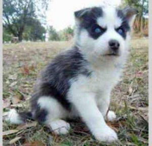 Gorgeous Siberian Husky Puppies For Sale/ Adoption