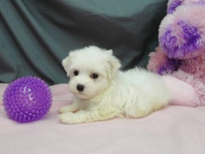Home raised Maltese puppies for adoption